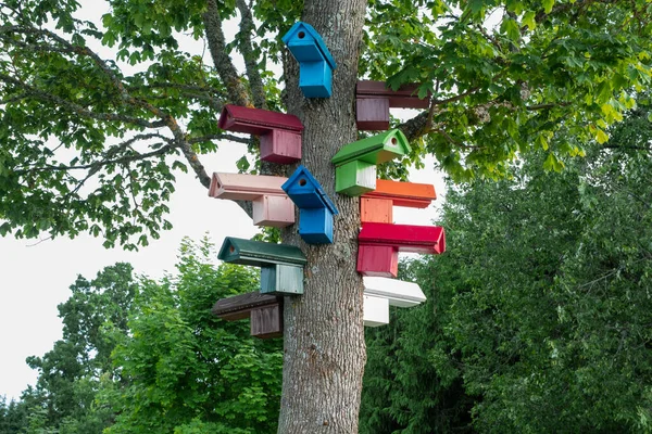 Kleurrijke Vogelhuisjes Een Grote Boom Natuurbescherming Concept — Stockfoto