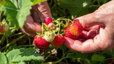 Sulu, taze kırmızı olgun çilekler. Temmuz 'da yazın bir kadın böğürtlen topluyor.