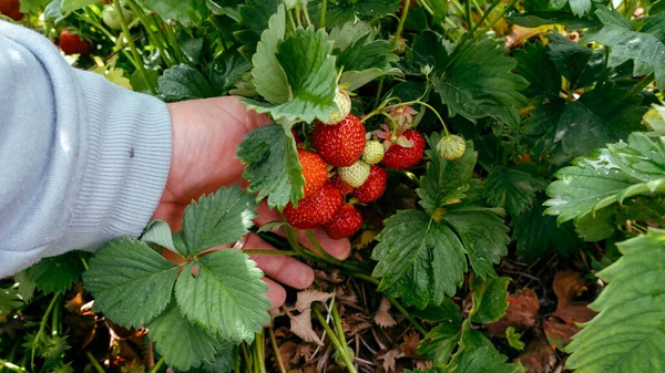Juicy Fresh Red Ripe Strawberries Man Picks Berries Summer July — Stockfoto