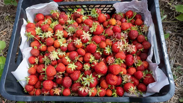 Background Freshly Picked Ripe Strawberries Plastic Box Fresh Juicy Ripe — 图库照片