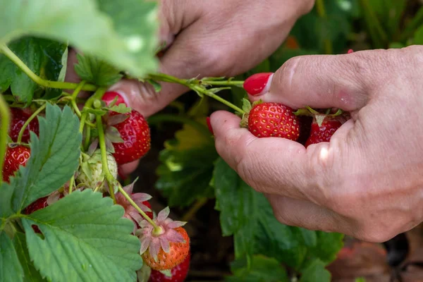 Juicy Fresh Red Ripe Strawberries Woman Picks Berries Summer July — Stockfoto