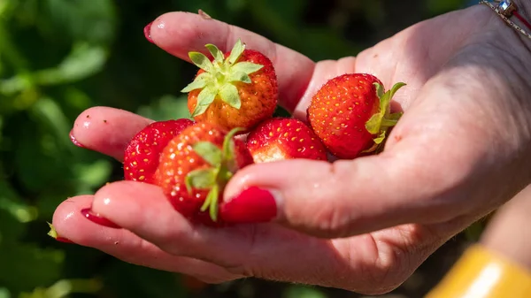 Juicy Fresh Red Ripe Strawberries Woman Picks Berries Summer July — Stockfoto