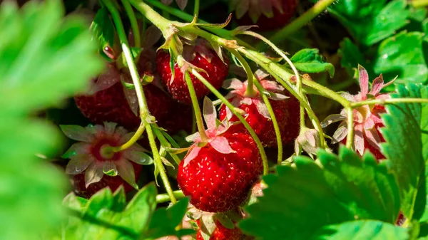 Neue Ernte Von Süßen Frischen Outdoor Roten Erdbeeren Die Draußen — Stockfoto