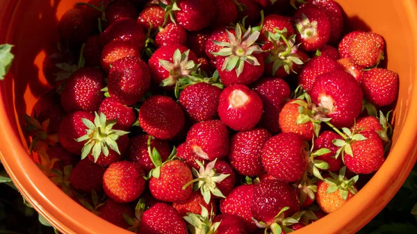 Juicy Fresh Red Ripe Strawberries Picked Orange Bucket Summer July — Stockfoto