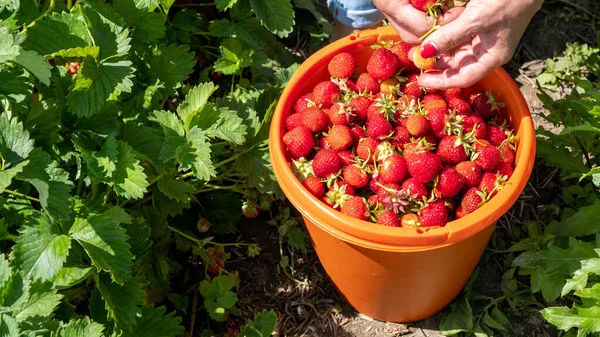 Juicy Fresh Red Ripe Strawberries Picked Orange Bucket Woman Picks — Stockfoto