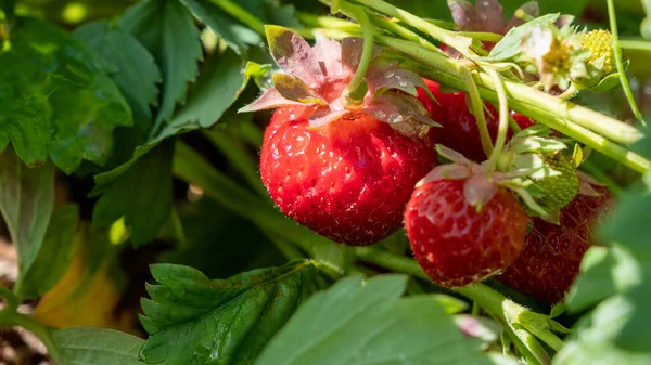 Neue Ernte Von Süßen Frischen Outdoor Roten Erdbeeren Die Draußen — Stockfoto