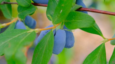 Olgun ve sulu hanımeli meyveleri ve su veya yeşil yaprakların üzerine yağmur damlaları yakın. Yaz ya da vejetaryen geçmişi, yeşil çalılı vahşi doğa kavramı. Letonya