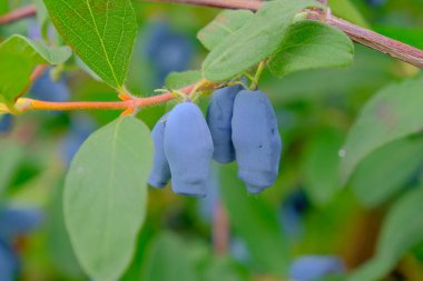 Olgun ve sulu hanımeli meyveleri ve su veya yeşil yaprakların üzerine yağmur damlaları yakın. Yaz ya da vejetaryen geçmişi, yeşil çalılı vahşi doğa kavramı. Letonya