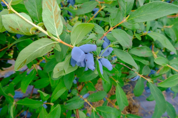 Close up of ripe and juicy honeysuckle berries and water or rain drops on green leaves. Summer or vegetarian background, wild nature concept with green shrub.Latvia