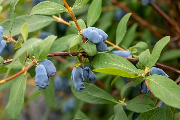 Close up of ripe and juicy honeysuckle berries and water or rain drops on green leaves. Summer or vegetarian background, wild nature concept with green shrub.Latvia