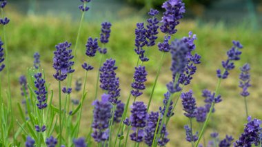 Yazın lavanta tarlası. Aromaterapi. Doğa Kozmetik. Letonya