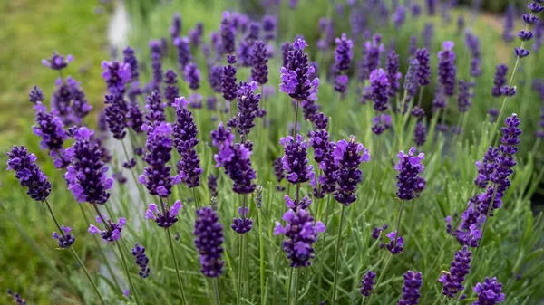 Lavender Field in the summer. Aromatherapy. Nature Cosmetics. Latvia