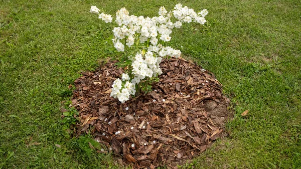 Close Bushes Small Jasmine Flowers — Stock Photo, Image