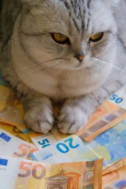 close-up of a cat with euro banknotes. The cost of keeping and maintaining pets. Global economic recession