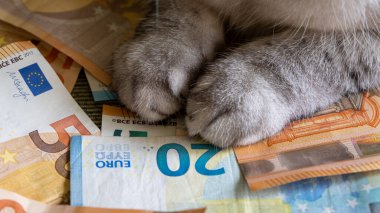 close-up of a cat with euro banknotes. The cost of keeping and maintaining pets. Global economic recession