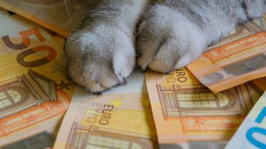 close-up of a cat with euro banknotes. The cost of keeping and maintaining pets. Global economic recession