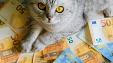 close-up of a cat with euro banknotes. The cost of keeping and maintaining pets. Global economic recession.