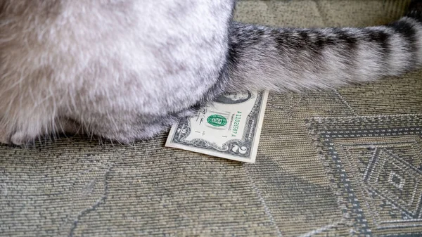 Sinal Dois Dólares Para Gato Debaixo Cauda Valor Dinheiro Cai — Fotografia de Stock