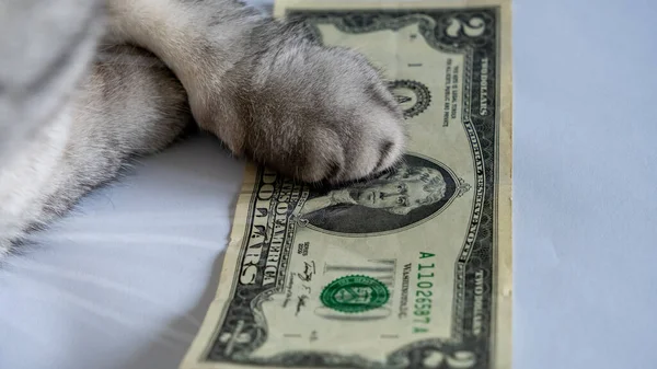 Patas Gato Nota Dois Dólares Conceito Financeiro Negócios Corrupção Finanças — Fotografia de Stock