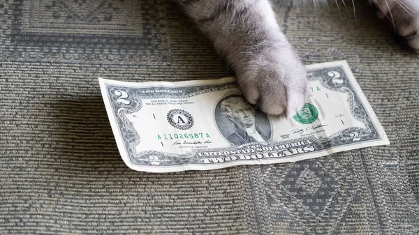 Kattenpoten Het Biljet Van Twee Dollar Financieel Concept Van Zaken — Stockfoto