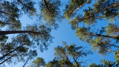 Tree tops against blue sky. Pine forest is a natural resource