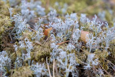 Yerde güzel gri yosunlar, yakın plan yosun. Soğuk bir sonbahar gününde, bir çam ormanında yosunların yakın çekimi..