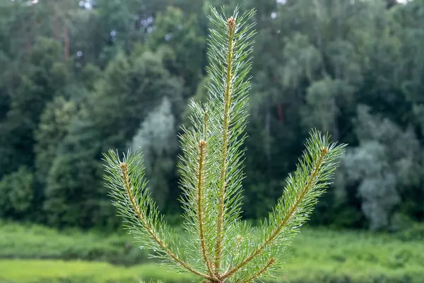 Vrchol Mladé Borovice Letní Den Detailní Záběr — Stock fotografie