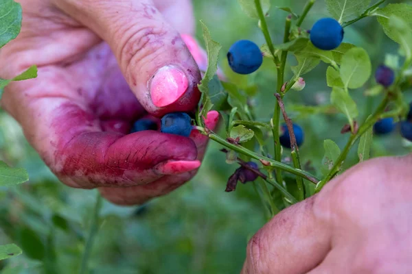 Woman hand picking up wild blueberries from sun lit shrub in forest, closeup detail