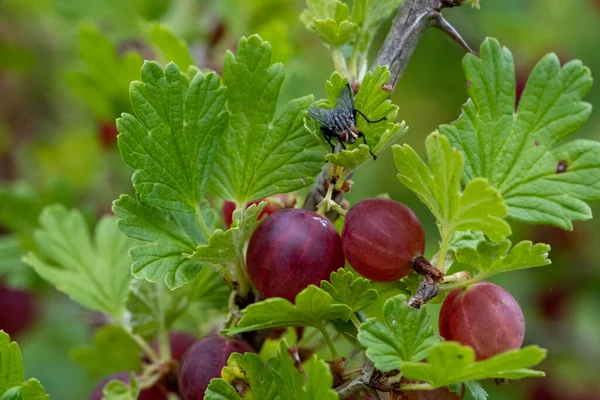 Fresh Ripe Red Gooseberries Bush Healthy Vegetarian Berries Fly Sits — Foto de Stock