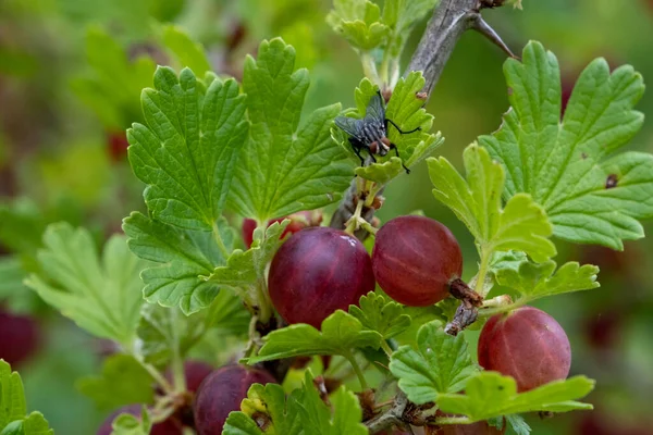 Fresh ripe red gooseberries on the bush. Healthy, vegetarian berries. A fly sits on a leaf