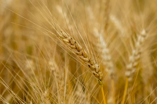 Golden wheat field. Beautiful nature sunset landscape. Meadow wheat field background of ripening ears. Concept of high yield and productive seed industry. Bread crisis in the world.