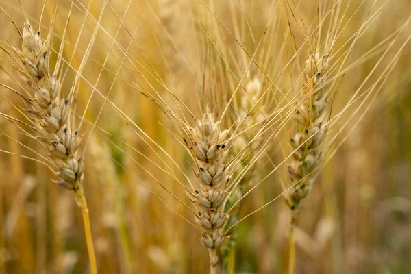 Golden wheat field. Beautiful nature sunset landscape. Meadow wheat field background of ripening ears. Concept of high yield and productive seed industry. Bread crisis in the world.