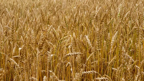 Golden rye field. Beautiful nature sunset landscape. Meadow rye field background for ripening ears. Concept of high yield and productive seed industry. Bread crisis in the world