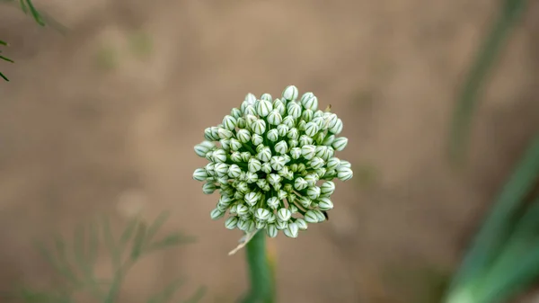 Beautiful Natural Onion Flowers View Closeup Photo Growing Onion Vegetable — Photo