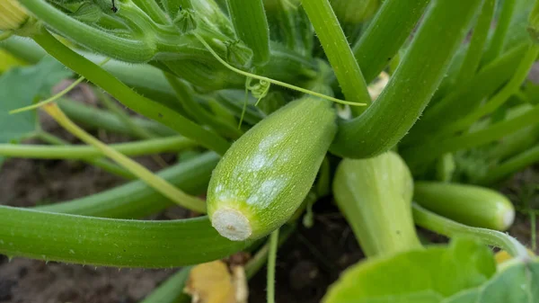 Growing Zucchini Greenhouse Young Fresh Green Vegetables Close Gardening Agriculture — ストック写真