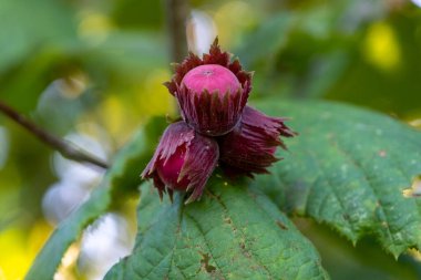 Yazın ağaç dallarında kırmızı fındık. Bahçede hasat edin..