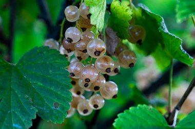 Beyaz frenk üzümü ve yeşil yapraklar. Beyaz üzümlü üzümlü Ribes Rubrum. Yaklaş.