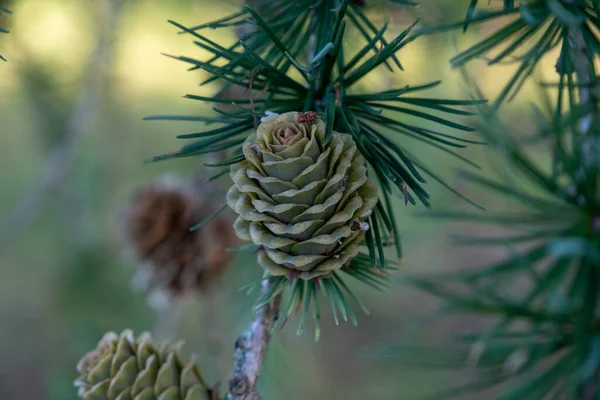 Pine Cones Branches Brown Pine Cone Pine Tree Growing Cones — Φωτογραφία Αρχείου