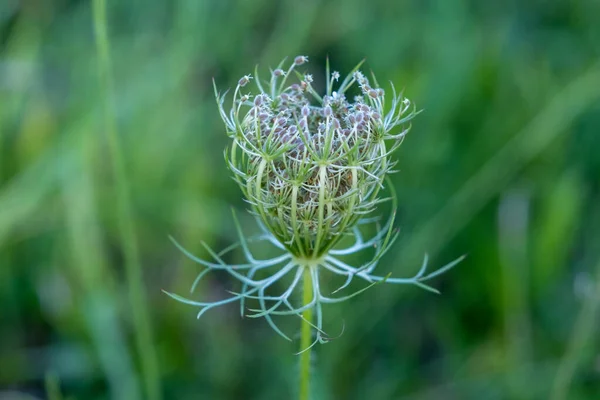 Beautiful Meadow Flower Bud Background Green Meadow Sunny Day Green — Fotografia de Stock