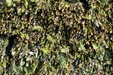 Kuru ot arka planı. Kuru otların doğal dokusu ve arka planı. Büyük miktarlarda kurutulmuş çayır otu.