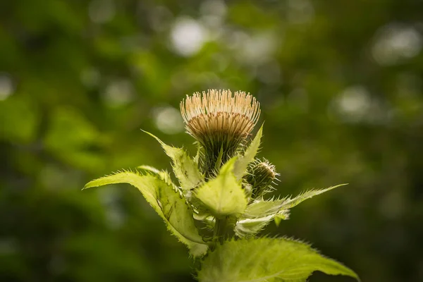 Krásná Jasná Bodláková Květina Zelené Přírodní Pozadí Úzký Ohniskový Prostor — Stock fotografie