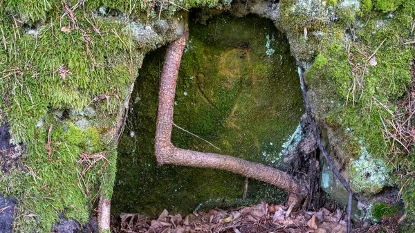 Mossige Zandsteen Met Een Boomwortel Graden Letse Natuur Het Nationaal — Stockfoto