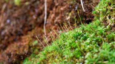 Makro çekim için Moss 'a ağaç kökleri üzerinde yumuşak ışık, dal ve ağaç gövdesinde yosun. Yeşil yosunlu ağaç kabuğu. Eğrelti otu ve çiy damlalarıyla arka plan için seçici odak.