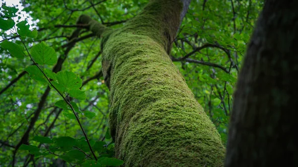 Mossy Tree Trunk Lush Woodland Tranquil Nature Scene Natural Background — Fotografia de Stock