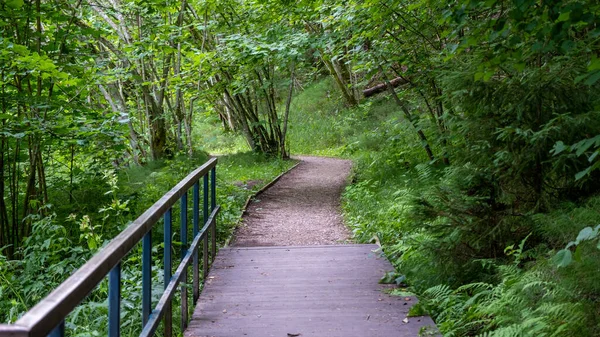 Tourist Walking Path Forest Wooden Footbridge Ended Gravel Road Began —  Fotos de Stock