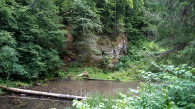 Mirror cliffs and an old river channel in a very beautiful forest in Cirulu nature trails, Latvia