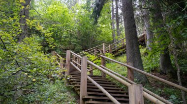 Narrow wooden path winding through forest. Picture of stairs on a hill leading to the top. Nature trail. Latvia