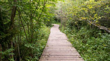 Ormanda tahtalardan yapılmış turistler için doğrudan yol. tahta orman izi