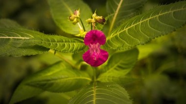 A very beautiful red flower bloomed in the forest on the background of green leaves in the evening.