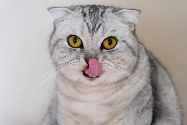 Fluffy Gray Beautiful Adult Cat Breed Scottish Fold Very Close — Stockfoto